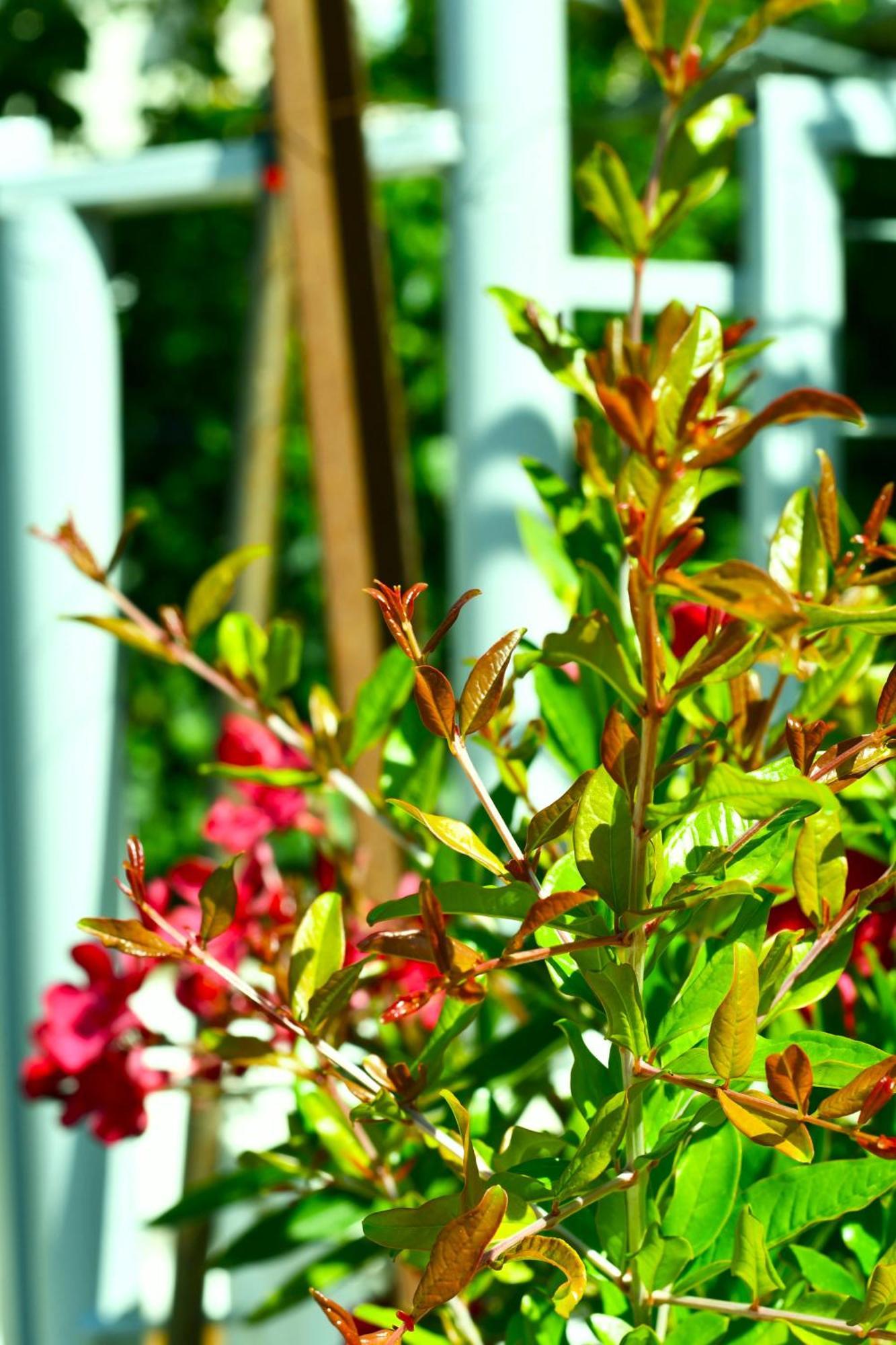 Garden Rooms Himare Buitenkant foto